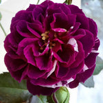 Climbing Roses Live Plants, Rose Bushes Ready to Planting, No Pot, Cut Back, Well Rooted, 6-8 Months Old (Striped Purple)