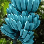 Ice Cream Banana Plant Live, Blue Banana Tree Live Plant 5 to 8 Inch Tall, Banana Fruit Seedling