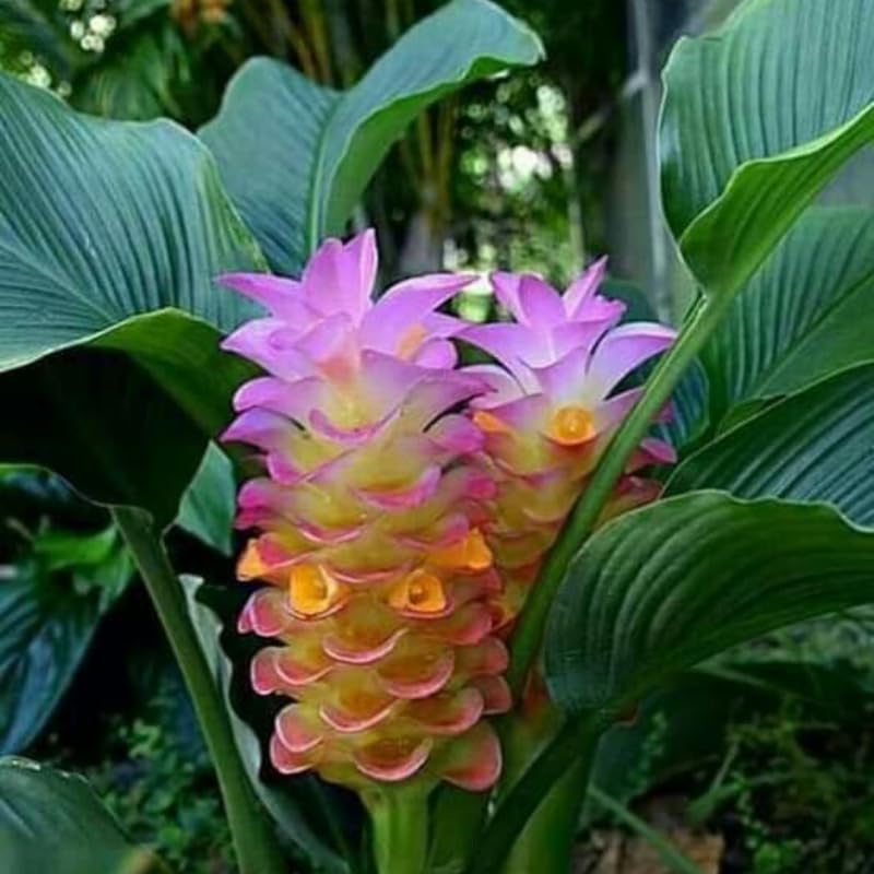 2 Ginger Curcuma Turmeric Plants Live 4-6 Inch Tall, Ginger Plant Live for Planting