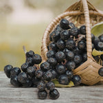 Huckleberry Tree Live in 4 Inch Pot, Berry Fruit Plant for Garden, Patio Containers and Backyard Growing, 4-6 Inches