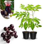 2 Elderberry Plants Live, 5-9" Black American Elderberry Bush Tree Plants Live for Planting, Dormant, Bareroots Cold Hardy Spring Planting