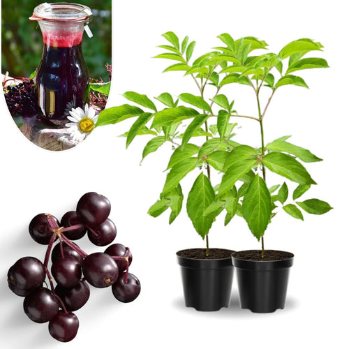 2 Elderberry Plants Live, 5-9" Black American Elderberry Bush Tree Plants Live for Planting, Dormant, Bareroots Cold Hardy Spring Planting