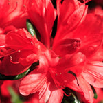 Red Azalea Plants Live Tree for Outdoor Growing, 9 Months Old Starter Size, Azaleas Rhododendron Flower Vibrant Color Spring Planting