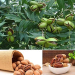 2 Pecan Plants Live, 1-2 Feet Tall Bare Root, Cold-Hardy Nut Trees for Garden and Landscaping, No Leaves, Dormant