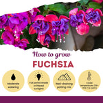 2 Red Purple Fuchsia Live Plants 4-7'' Tall, Hardy Hanging Basket Flower Plant, Shade Loving Blooming Fuchsia Starter Plants