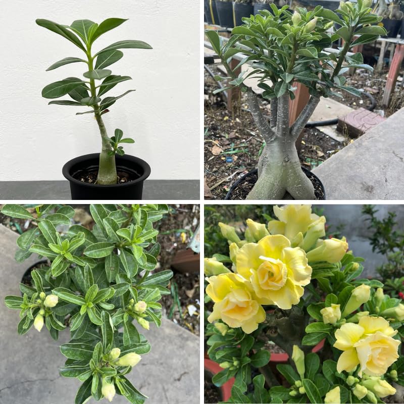 Desert Rose Plant Live, Adenium Desert Rose Plant Live, Perennial Flower Plants, 4-7 Inch Tall (Double Yellow)