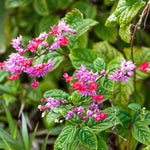 Set 2 Clerodendrum Bleeding Heart Plants Live, Clerodendrum Bleeding Heart Vine, Bell Shaped Flowers (Red Purple Bleeding Heart)