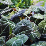Colocasia Elephant Ears Live Plant, Alocasia Plant, Esculenta Taro Live Houseplant, 5-7 Inc Tall (Black Velvet)