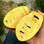 Pawpaw Tree Live Plant, Paw Paw Tree Live Plant, 6 to 12 Inc Tall