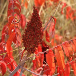 2 Rare Sumac Trees Live Plants Bare Roots, Dormant 1-2 Feet Tall, Hardy Shrub Fragrant Ground Cover for Landscaping