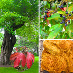 4 Sassafras Trees Live Plants No Pot, No CA, Dormant in Winter, 10 Months Old Tree for Outdoor Planting, Winter Hardy, 6-12"