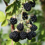 Pack 2 Thornless BlackBerry Plants Live to Grow 4 to 8 Inch Tall, BlackBerry Bush Live Plant, Sweet Blackberries Fruit Tree Indoor Outdoor (Chester BlackBerry)