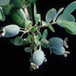 5-8 Inch Pineapple Guava Tree - Live Plant, Sweet Tropical Fruit for Home Gardens Indoor Outdoor Growing