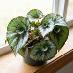 Escargot Begonia Plant Live 4-6 Inches, Starter Begonia Well Rooted, Colorful Foliage Plant for Indoor Decor and Patio Pots