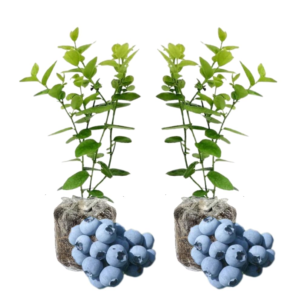 Pack 2 Blueberry Bush Live Plant, Blueberry Plants Live for Planting 5 to 9 Inch Height, Sweet Blueberries Tree Live Plant (Biloxi Blueberry)