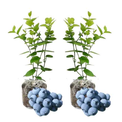 Pack 2 Blueberry Bush Live Plant, Blueberry Plants Live for Planting 5 to 9 Inch Height, Sweet Blueberries Tree Live Plant (Biloxi Blueberry)