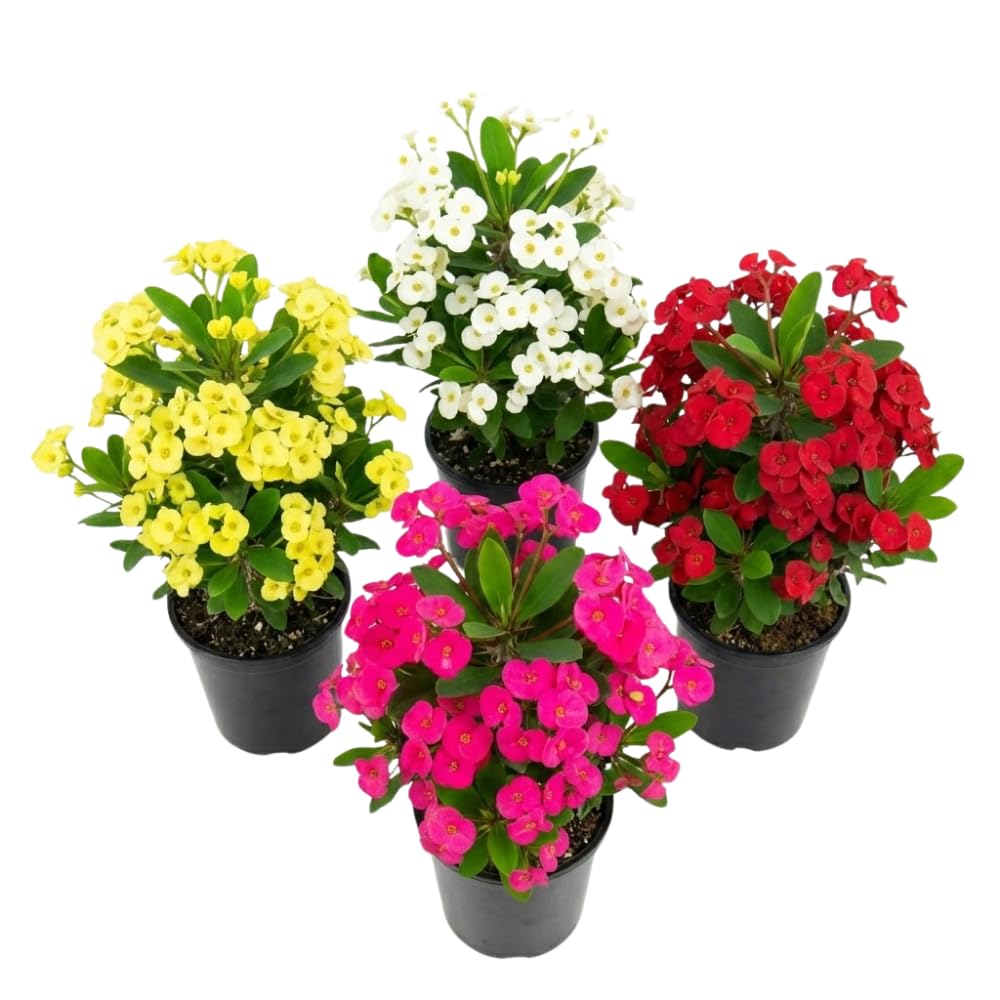 Set 2 Asorted Euphorbia Milii Plants, Crown of Thorns Live Plant, 5-8 Inc Tall, Hardy Euphorbia Flowering Houseplants
