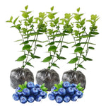 3 Blueberry Bush Live Plant to Grow, Blueberry Plants Live for Planting 5 to 9 Inch Tall, Sweet Blueberries Fruit for Home Garden (Jewel Blueberry)