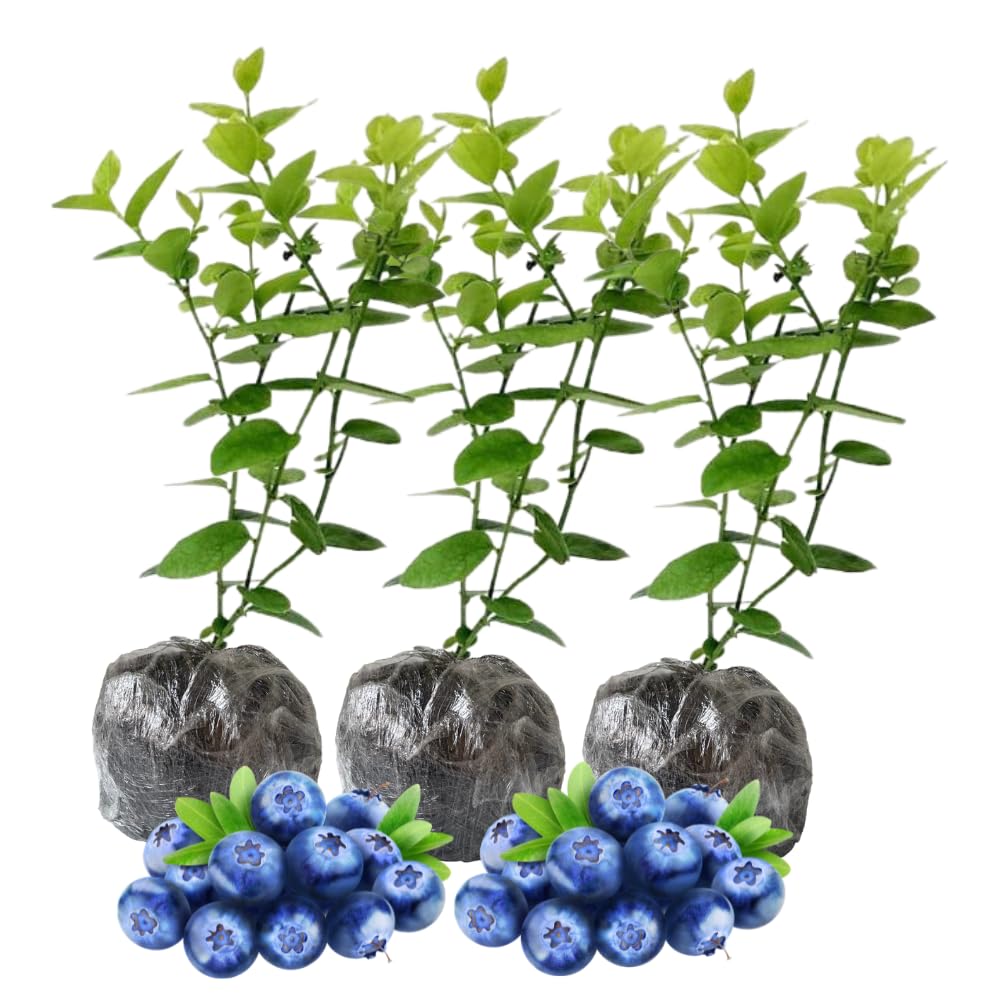 3 Blueberry Bush Live Plant to Grow, Blueberry Plants Live for Planting 5 to 9 Inch Tall, Sweet Blueberries Fruit for Home Garden (Jewel Blueberry)