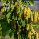 2 Pakistan Mulberry Plants Live for Growing, 6-8 Inch Height, Pakistan Mulberry Fruits Tree, Long Mulberries Tree Home Garden