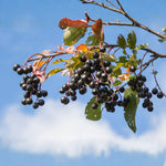 Chokecherry Plant Live in 5 Inch Pot, White Flowering Berry Shrub 5-10 Inches, Live Berry Plants for Outdoor Garden
