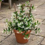 Star Jasmine Plant Live 4-7 Inches Tall, Fragrant Flowering Vine for Garden, Patio Containers and Indoor Growing