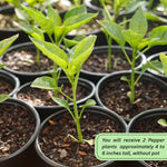 Set 2 Pepper Plants Live for Planting, Pepper Plant, 4-6 Inc Tall, Live Vegetable Plants for Indoor Outdoor Growing (Long Thin Hot Red Peppers)