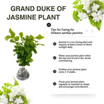 Double Jasmine Flower Plant Live, 1 Live Plant, Sambac Jasmine Plants Live, 5 to 6 Inc Tall
