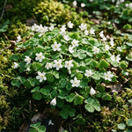 Live Oxalis Plant 5-10" Tall, Green Shamrock Perennial Plants in Pot, Well Rooted Ornamental Plant for Growing Indoor Outdoor