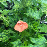 Variegated Abutilon Live Plant 4–7 Inches Tall, Flowering Lantern Plant for Indoor Outdoor Garden, Ornamental Flower Plants for Patio Containers or Garden Beds
