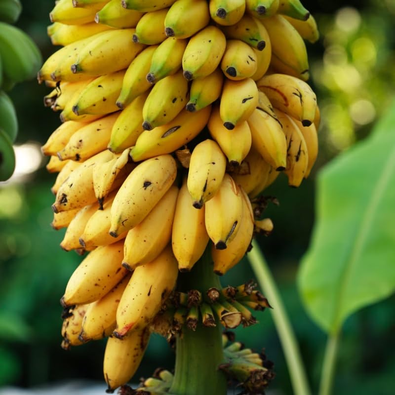 Banana Plant Live, NAM Wah Banana Tree Live Plant, Hardy Banana Fruit Seedling 4 to 8 Inch Tall, Indoor Outdoor