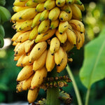 Banana Plant Live, Banana Tree Live Plant, Hardy Banana Fruit Seedling 4 to 8 Inch Tall, Indoor Outdoor