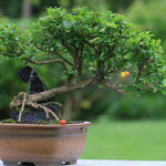 Barbados Cherry Tree Live Plant, Fruit Tree, 4-8 Inch Tall