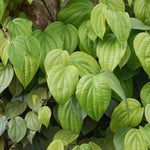 Live Piper Nigrum Plant, 4 to 6 Inc Long, Black Pepper Plant Live, Live Pepper Plant, Black Pepper Tree Live Plant, Black Pepper Well Rooted for Garden, Ready to Plant