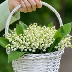 10 Lily of the Valley Bulbs, Sweet-Scented Spring Flowers, White Lilies Flower Bulbs for Planting