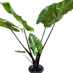 Colocasia Elephant Ears Live Plant, Alocasia Plant, Esculenta Taro Live Houseplant, 5-7 Inc Tall (Green Black Leaf and Stem)