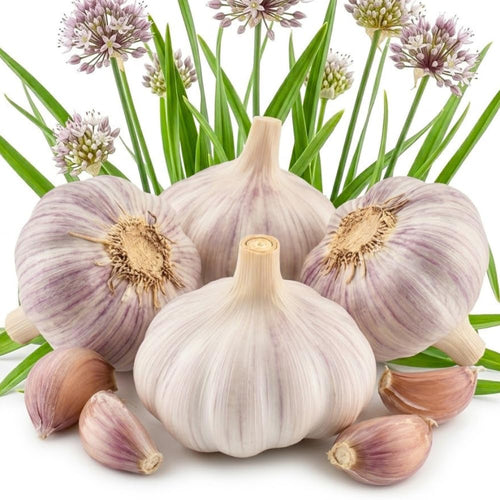 1 Pound Hard Neck Garlic for Planting in Fall, Purple Stripe Garlic Bulb for Planting, Fresh and High Yield, Cold Hardy, Planting Softneck Hardneck