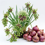 Set 5 Walking Onion Plants, Egyptian Onion Plants, Perennial Garden Herb