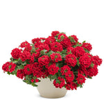 Pack 4 Red Perennial Verbena Plants, Red Verbena Live Plants, Verbena Flower Trailing Plants Live for Planting, Red Verbena Plants in Zones 7 to 11