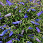 Light Blue Buddleia Butterfly Bush Plant Live, 5-9" in Tall, No Pot, Perennial Bushes Ready to Plant in Spring Outdoor Gardening, Dormant in Winter