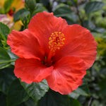 Set of 7 Red Hibiscus Cuttings, Hibiscus Flowers Plants, Tropical Flower Plant for Outdoor Gardening