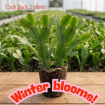 4 Christmas Cactus Plants Live, 5-9 Inch Tall (Red)