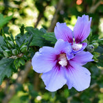 Althea Rose of Sharon Bush Live Plants in Pot, Hibiscus Plant Live, Fragrant Rose of Sharon Plant, from 6 to 13 Inch Tall (Purple)