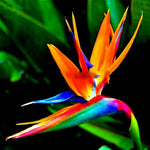 2 Orange Bird of Paradise Live Plants, Strelitzia Reginae Well-Rooted Tropical Perennial Blooming, 5-9 Inches Houseplant Decor Indoor Outdoor, No Pot