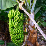 Banana Plant Live, Grand Nain Banana Tree Live Plant, Hardy Banana Fruit Seedling 4 to 8 Inch Tall, Indoor Outdoor