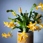 Christmas Cactus Plants Live, Flowering Thanksgiving Cactus with Vibrant Blooms, 4-7'' Tall, Easy-Care Indoor Houseplant (Yellow Blooms)