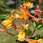 2 Coral Honeysuckle Plants Live for Planting, Fragrant Honeysuckle Vine Live Plants, 5-9" Tall, Hardy Perennial Climbing Vine