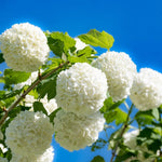 Old Snowball Viburnum Plant Live 4" Pot, Fragrant White Blooming Shrub 6-10 Inches, Viburnum Bush Ready to Grow