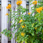 2 Mango Honeysuckle Plants Live for Planting, Fragrant, Easy to Grow, Perfect for Landscaping, No Pot, Ideal for Trellises Fences, Climbing or Bush, Rooted Cutting 8-12", Dormant No Leaf
