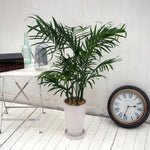 Live Palm Tree Plant in 3 Gallon Pot, No CA, Large Fully Rooted Size, Ready to Plant for Home Décor Indoor Outdoor Landscape, Rare Palm Trees, Green Palm